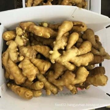 Sinofarm  brand Ginger fresh ginger exporters China new crop best quality root laiwu fresh ginger wholesale
